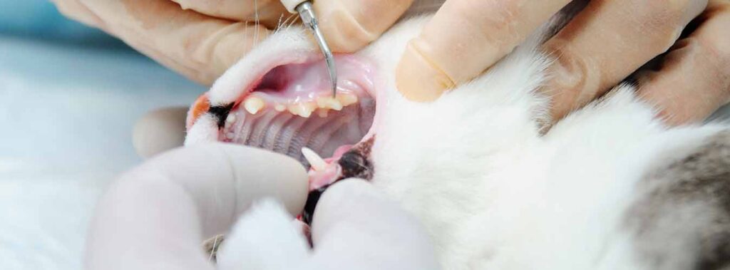 دندانپزشکی حیوانات