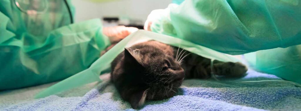 جراحی حیوانات