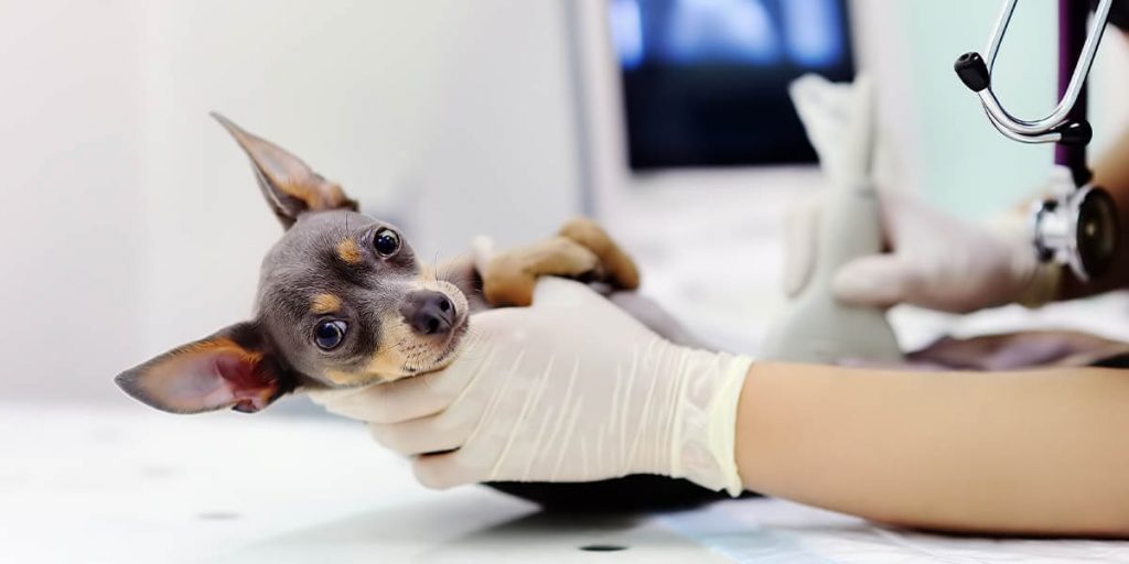 رادیولوژی و سونوگرافی